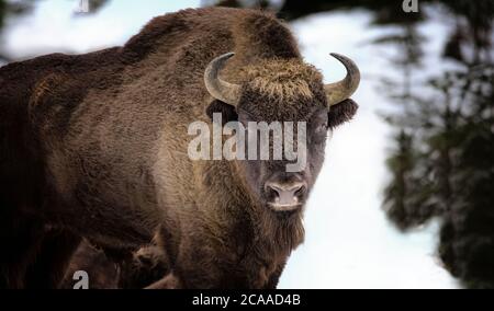 Large brown wisent in the winter forest. Wild European brown bison Bison Bonasus in winter. European wisent in natural habitat. The best photo. Bayeri Stock Photo