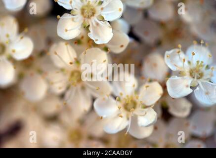 Close up detail of abundant white flowers on pyracantha hedge in June Stock Photo
