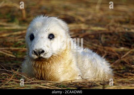Grey seals on the shore Stock Photo