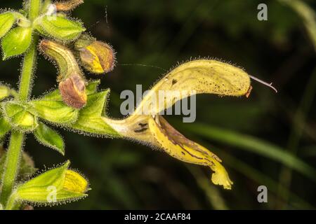 Glutinous sage, sticky sage, Jupiter's sage, or Jupiter's distaff (Salvia glutinosa) Stock Photo