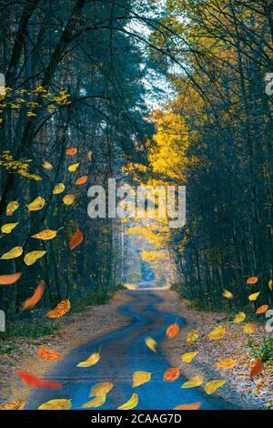 Strange misty forest in autumn. Nature misty landscape. The road passing through mystical atmosphere park. Mysterious occulture forest Stock Photo