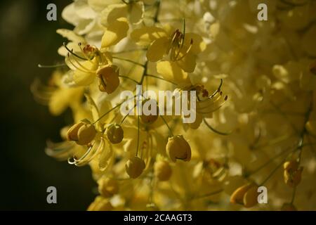 Golden shower tree also known as Indian Laburnum, Sonalu, Sonali ...
