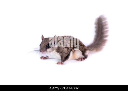 North American Flying Squirrel Isolated on White Stock Photo