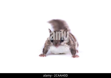 North American Flying Squirrel Isolated on White Stock Photo