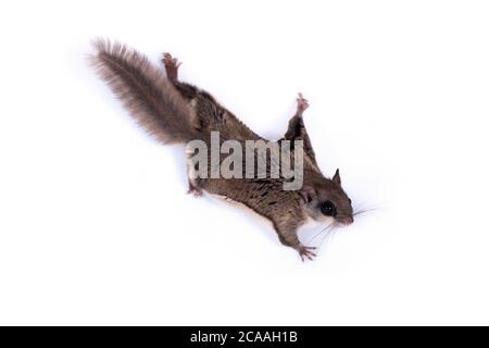 North American Flying Squirrel Isolated on White Stock Photo