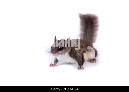 North American Flying Squirrel Isolated on White Stock Photo