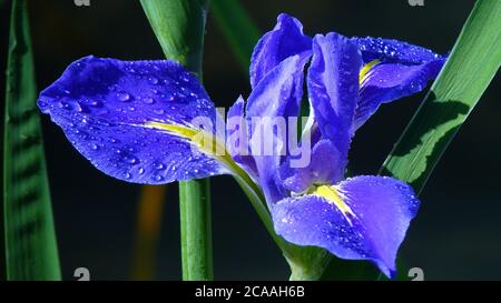 Shallow focus shot of a blue iris flower covered in water droplets Stock Photo