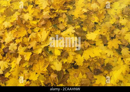 Colorful backround of fallen autumn leaves. Falling autumn maple leaves lie on the ground. Multicolored maple leaves. Maple leaves background Stock Photo