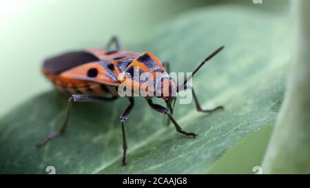 red tropidothorax, bug on a leaf, macro photography of this colorful insect, protected by his solid body, like a shield, nature scene in Thailand Stock Photo
