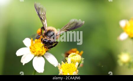 bee flying over a daisy flower to find pollen, macro photography of this fragile and gracious Hymenoptera insect, nature scene in the gardens of Pai, Stock Photo