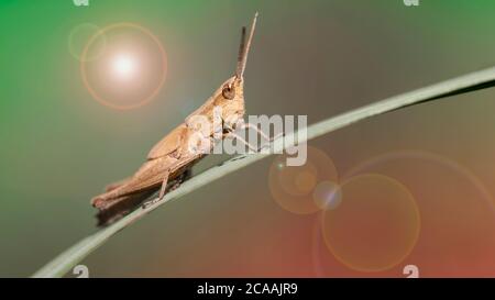 grasshopper resting on a blade of grass, macro photo. Small insect with long antennas and powerful legs for jump, nature photo in the tropical forest Stock Photo