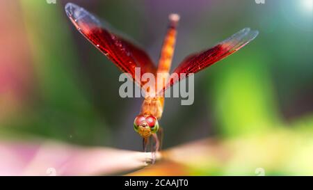 colorful red and orange dragonfly landing on a branch, macro photo of this elegant and fragile predator with wings wide open and giant eyes Stock Photo
