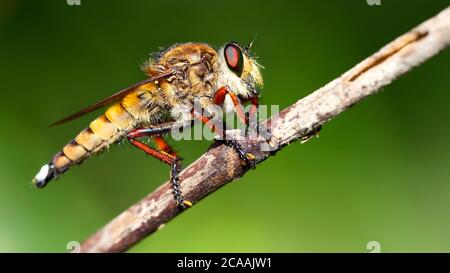 hairy Asilidae macro photography, this giant diptera is named a robber fly, terrible predator with long body and big faceted eyes, nature scene in the Stock Photo