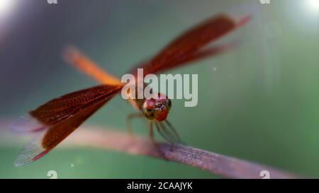 red dragonfly, wings wide open, landing on a branch. macro photography of this delicate and fragile Odonata insect Stock Photo