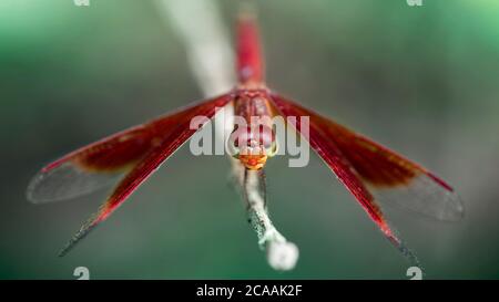 red dragonfly, wings wide open, landing on a branch. macro photography of this delicate and fragile Odonata insect Stock Photo