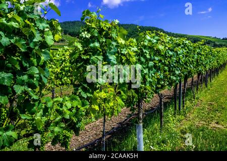 Fresh Green Grapes In Vineyard With Terraces In The Wachau Danube Valley In Austria Stock Photo