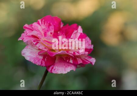 Striped yellow and red flower of rose. Striped hybrid tea rose. Striped pink yellow rose grown. Bicolor  yellow rose flower with pink stripes. Stock Photo