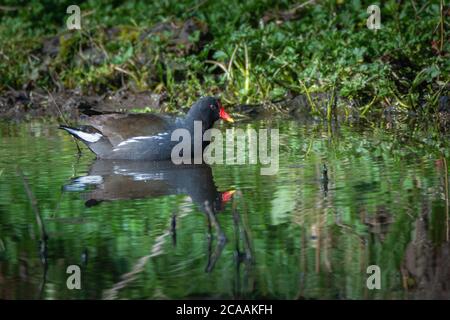 Common Moorhen (Gallinula chloropus) swimming in pond on bright sunny day Stock Photo