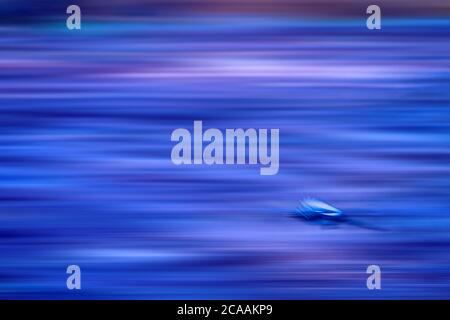 Flying birds. Panning photography. Abstract nature photo. Motion blur background. Stock Photo