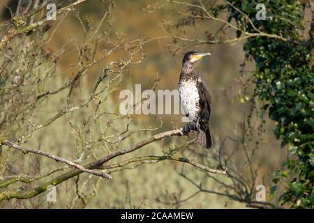 Cormorant (Phalacrocorax carbo) perched on a branch Stock Photo