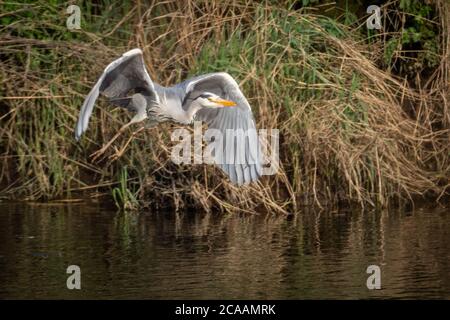 Grey Heron (Ardea cinerea) takes flight from a river bank Stock Photo