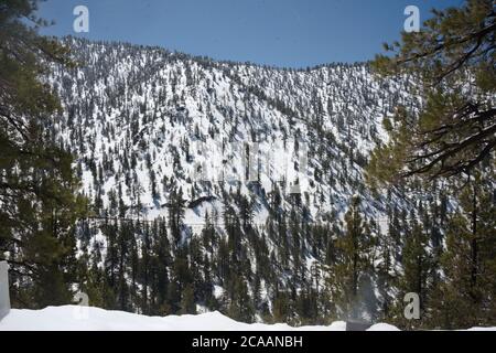 Dramatic panoramic landscape of mountain evergreen forest in snow.with puffy white clouds against a blue sky viewing huge mountain peak in snow. Stock Photo