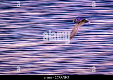Flying birds. Panning photography. Abstract nature photo. Motion blur background. Stock Photo