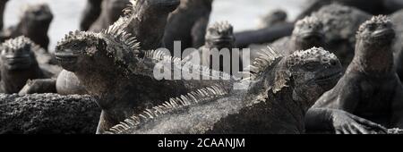 Panoramic banner of Galapagos animals - Marine Iguana with smaller marine iguana on its head. Cute Amazing wildlife animals on Galapagos Islands Stock Photo