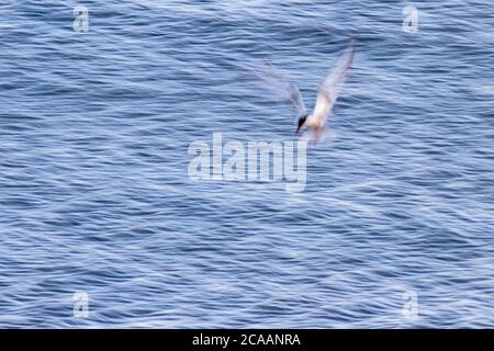 Flying birds. Panning photography. Abstract nature photo. Motion blur background. Stock Photo