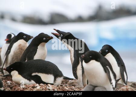 Adélie penguins (Pygoscelis adeliae), one of the most southerly distributed seabirds,defending their territory in a nesting colony in Antarctica.