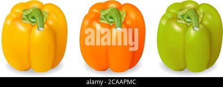 Realistic and colorful yellow, orange and green pepper. Vector Stock Vector