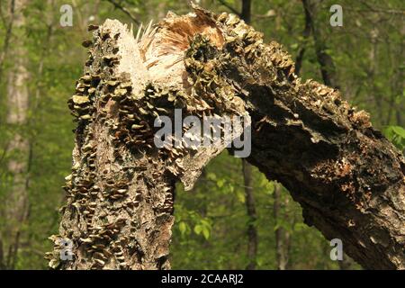 Dead tree, broken and covered in fungi Stock Photo