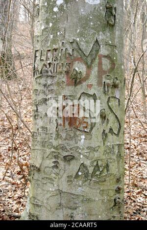 Tree trunk into the woods, with old carvings on the surface Stock Photo