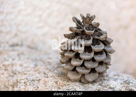 Closeup of pine cone on the ground Stock Photo