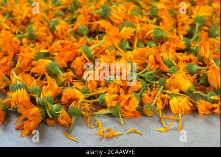 Raw Calendula or marigold flowers on the gray background. Preparation flowers for drying. Selective focus ,horizontal. Stock Photo