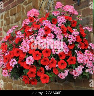 Hanging basket, red and pink combination, petunias, red petunia, verbena Stock Photo