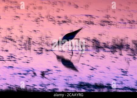 Nature and birds. Abstract nature. Motion blur Background. Blue purple water background. Stock Photo