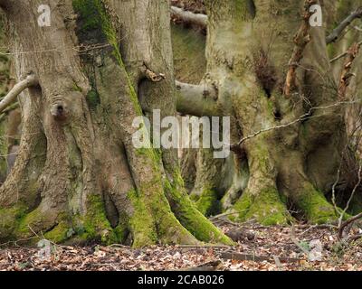 gnarled trunks of mature Hornbeam trees (Carpinus betulus) with characteristic bark texture & colonised by moss & algae, England , UK Stock Photo