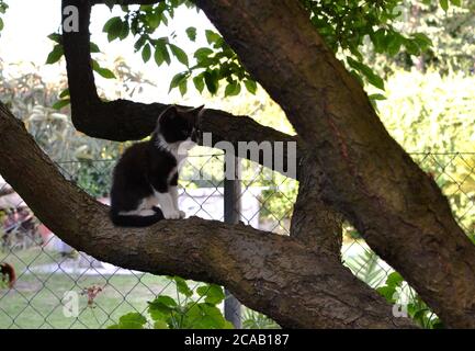 Black and white kitten sitting on the tree branch Stock Photo