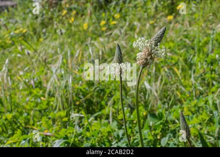 ribwort plantain plantago lanceolata field on springtime narrowleaf Stock Photo
