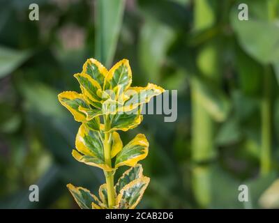 plant euonymus japonicus aureomarginatus close up view Stock Photo