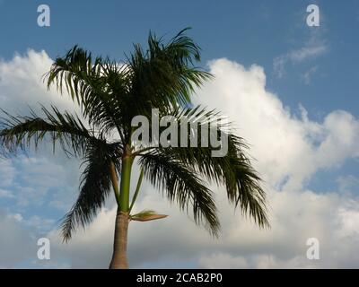 Giant palm trees gleaming under the breathtaking pink cloudy sky ...