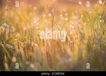Close up steppe grass with drops of fresh morning dew for natural background Stock Photo