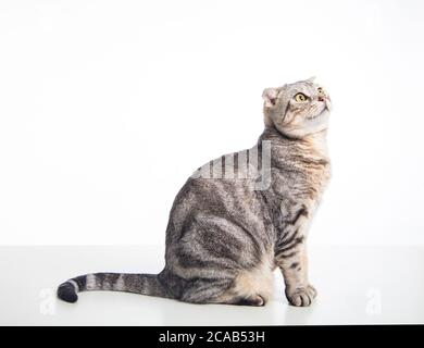 Closeup Of The Cute Gray Tabby Kitten Lying On The Floor Looking Up Stock Photo Alamy