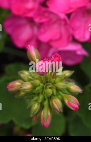 Pink Geranium flower buds over blossoms in a garden in Victoria, British Columbia, Canada on Vancouver Island. Stock Photo