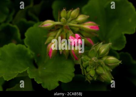 Pink Geranium flower buds over green leaves in a garden in Victoria, British Columbia, Canada on Vancouver Island. Stock Photo