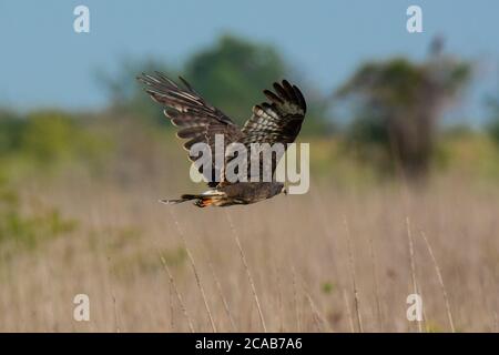 Snail Kite flying low over the marsh of the Everglades in Florida Stock Photo