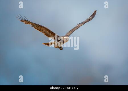 Snail Kite flying with a snail it caught in its talons Stock Photo