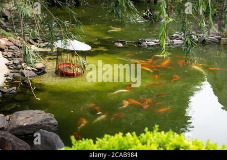 Partial view of the beautiful lake of the Japanese Garden designed by Haruho Ieda located at the entrance of Belo Horizonte zoological garden. Stock Photo