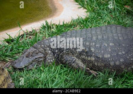 A Broad-snouted caiman (Caiman latirostris - crocodilian reptile of eastern and central South America) lying on grass in Belo Horizonte zoo. Stock Photo